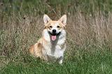 CORGI PEMBROKE 355